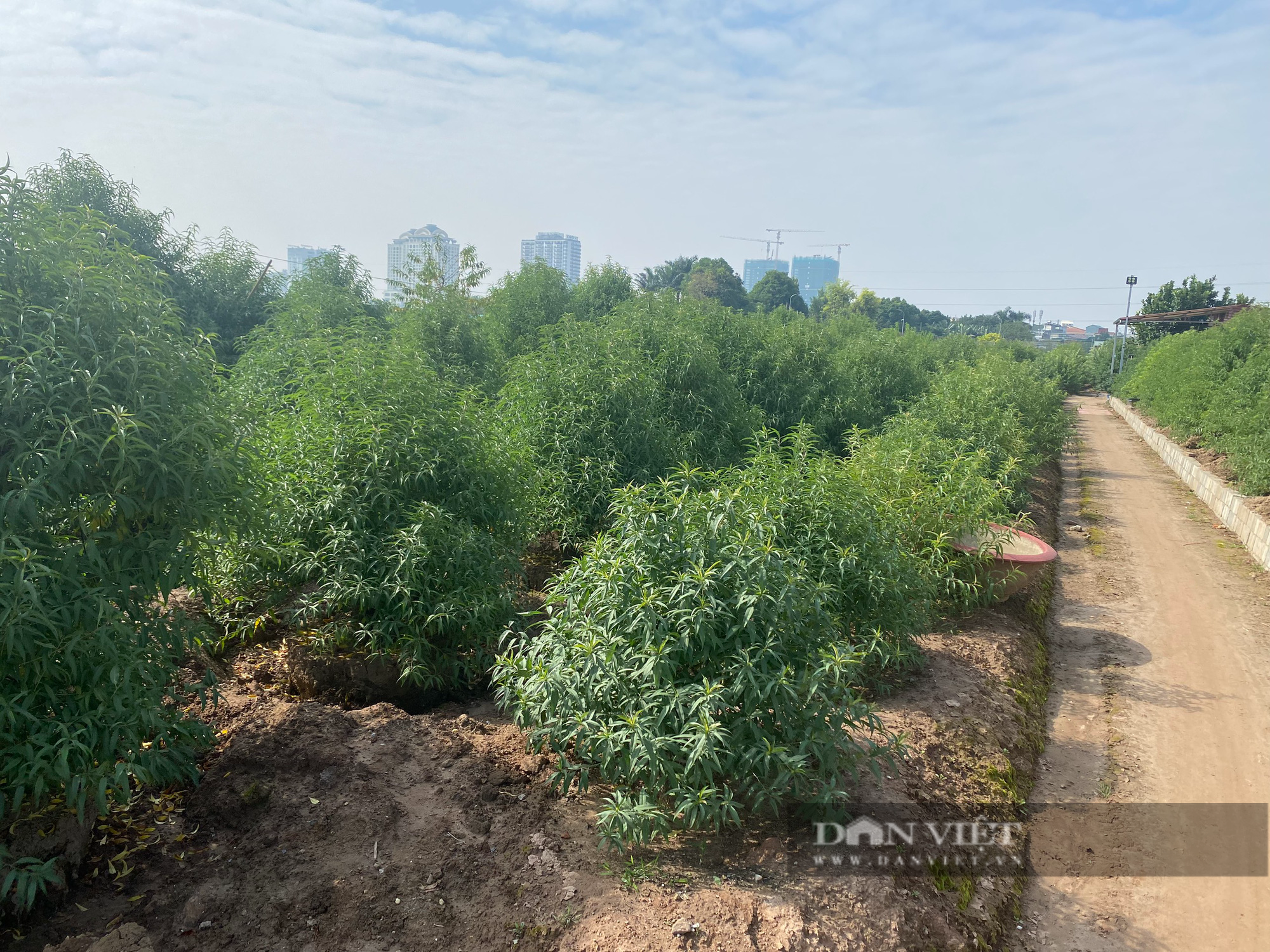 Đào rừng tiền triệu về phố, vườn đào lên kế hoạch khuyến mại Tết Nhâm Dần 2022 - Ảnh 2.
