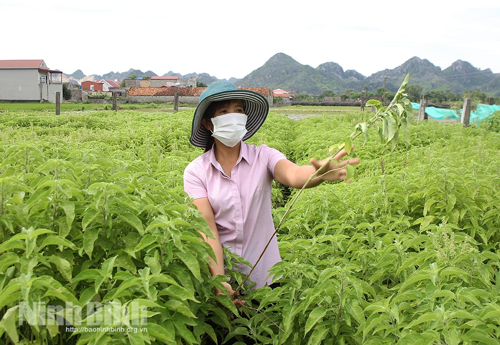 Ninh Bình: Trồng hương nhu, ngải cứu, bạc hà để nấu thành tinh dầu thơm nức, thu 1,2 tỷ, lãi 600 triệu - Ảnh 1.