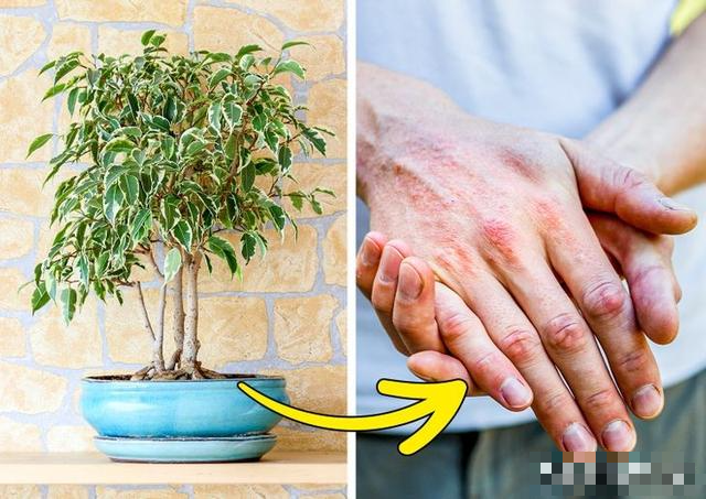 7 loại cây cảnh đẹp nhưng lại có độc, trồng trong nhà phải cẩn trọng - Ảnh 6.