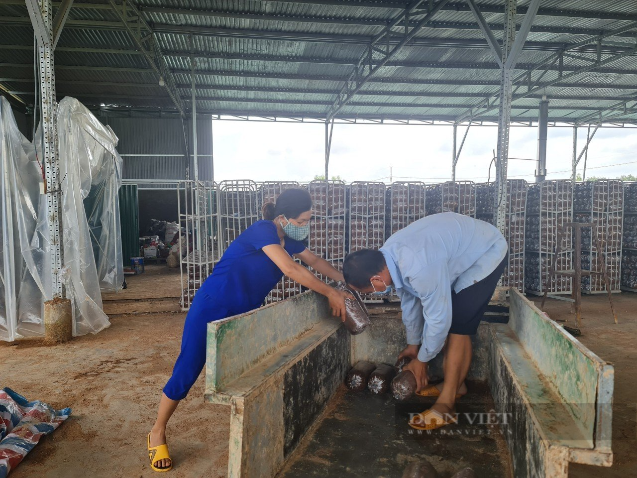 Đắk Nông: Vừa trồng nấm, vừa sản xuất điện mặt trời đem lại hiệu quả kinh tế cao - Ảnh 2.