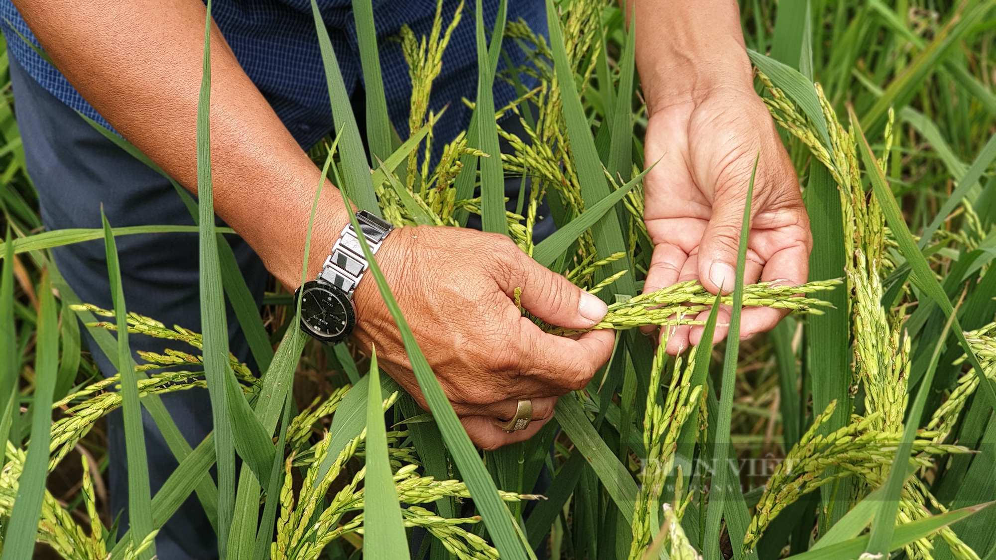Nông dân xuất sắc 2021 ở Đồng Tháp là ông nông dân lai tạo giống lúa có dinh dưỡng rất cao - Ảnh 3.