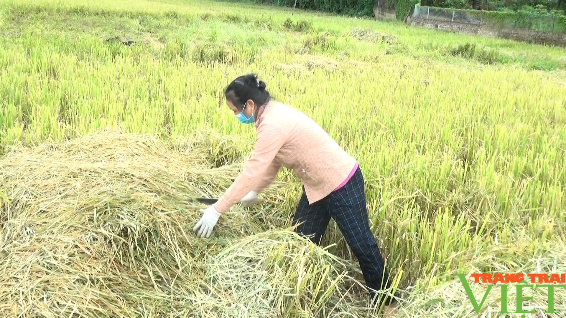 Nông thôn Tây Bắc: Huy Hạ vận động người dân không đốt rơm rạ sau khi thu hoạch lúa mùa - Ảnh 2. Nông thôn Tây Bắc: Huy Hạ vận động người dân không đốt rơm rạ sau khi thu hoạch lúa mùa - Ảnh 2.