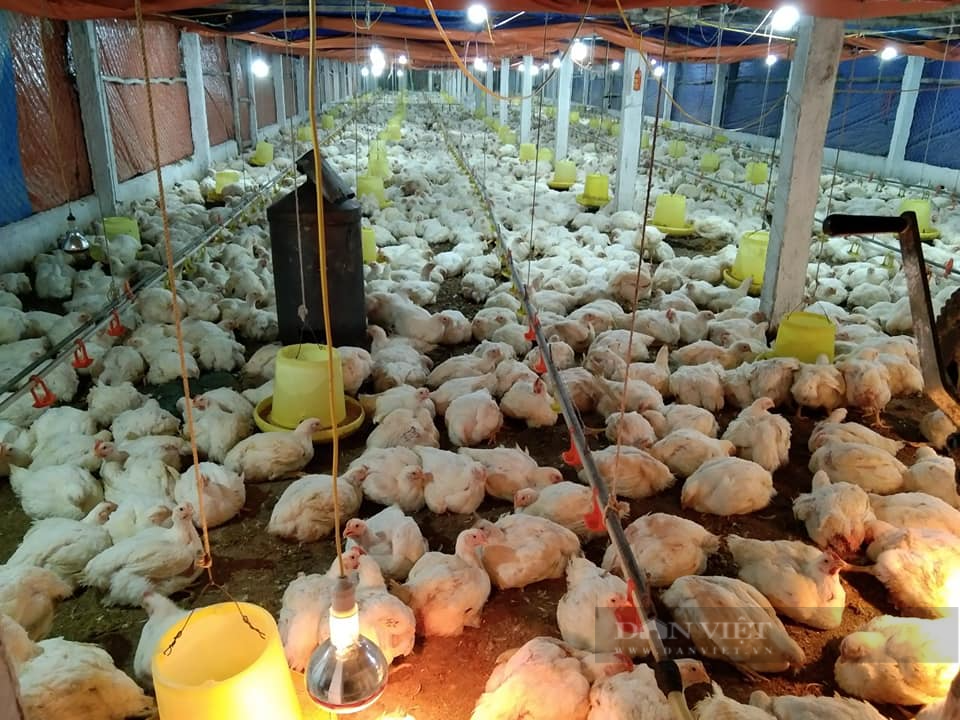 Giá gia cầm hôm nay 29/10: Vịt thịt được giá, cách nuôi vịt lớn nhanh, tiêu tốn ít thức ăn - Ảnh 2.