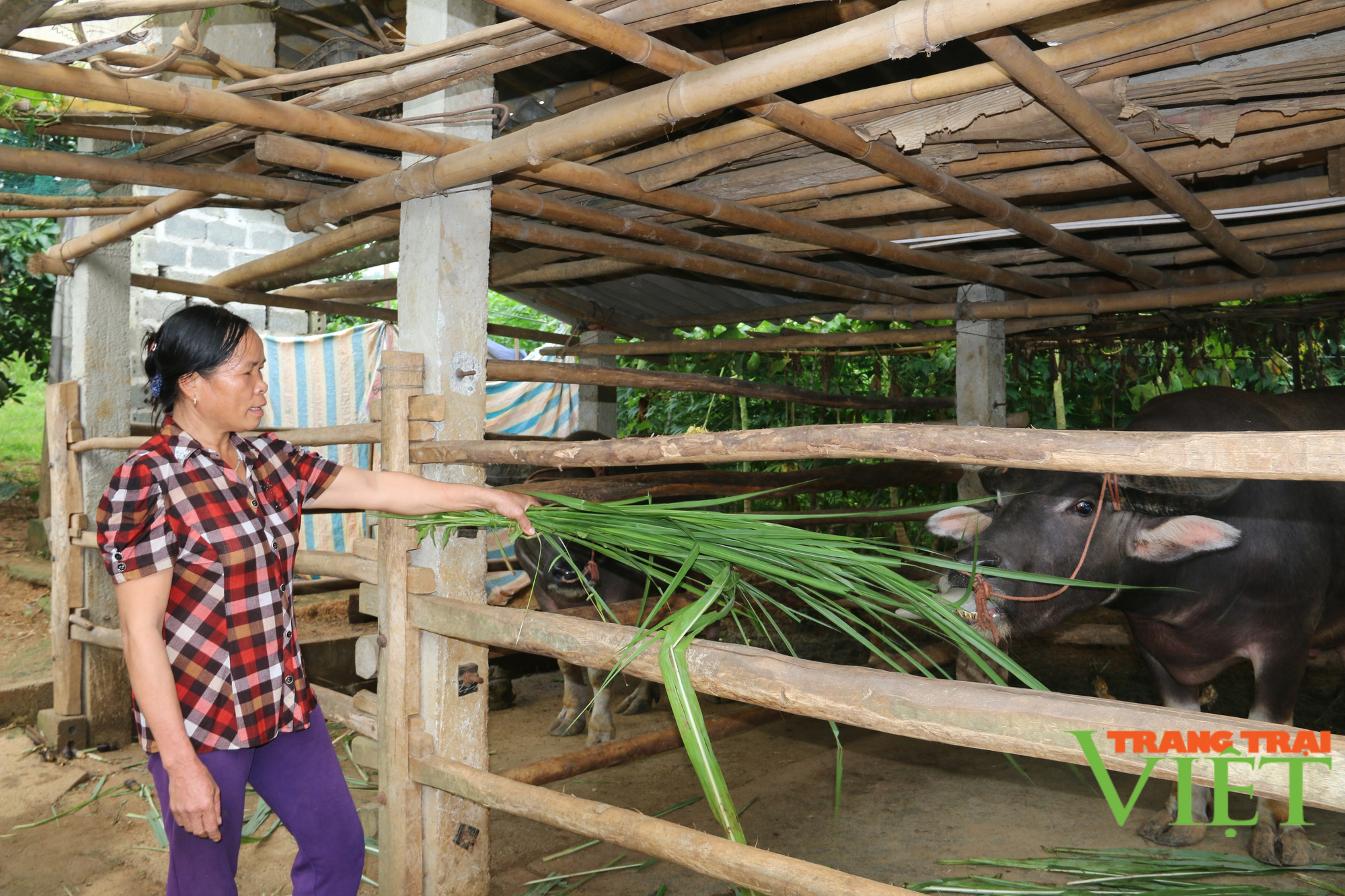 Hội Nông dân Hoà Bình, giúp hội viên chăn nuôi và trồng trọt phát triển kinh tế - Ảnh 1.