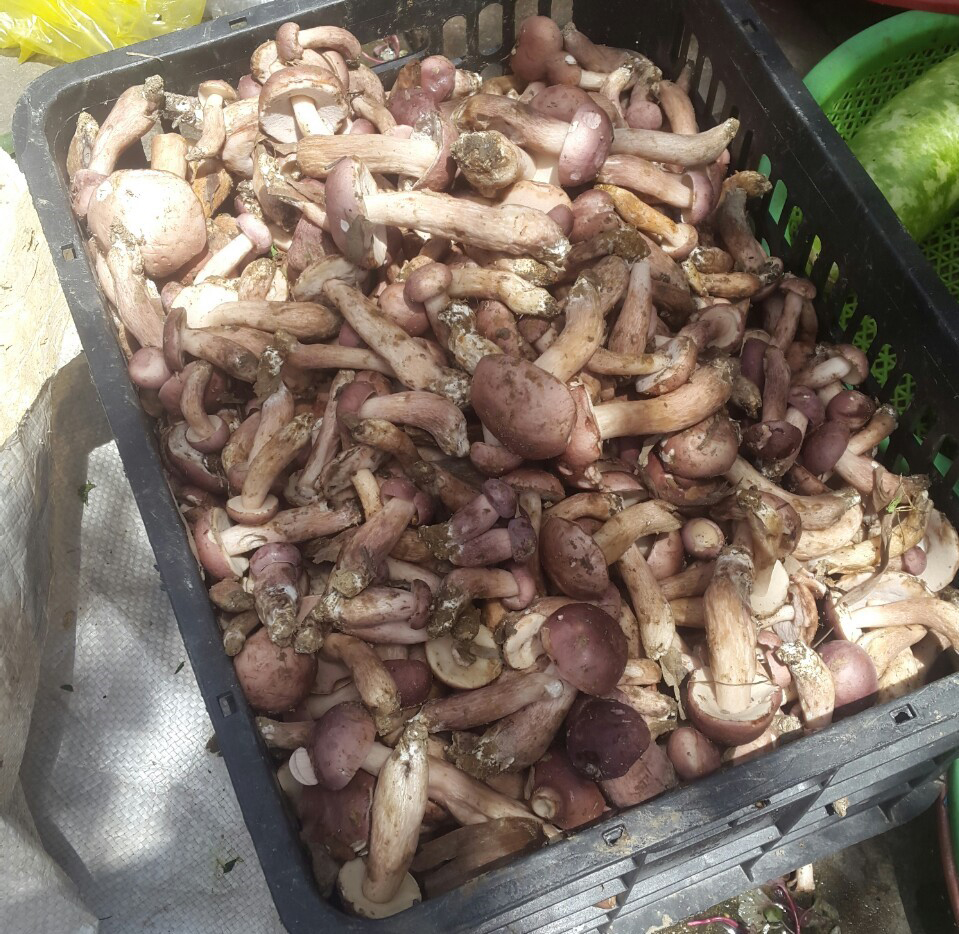 Nấm tràm xứ Huế - Ảnh 1.