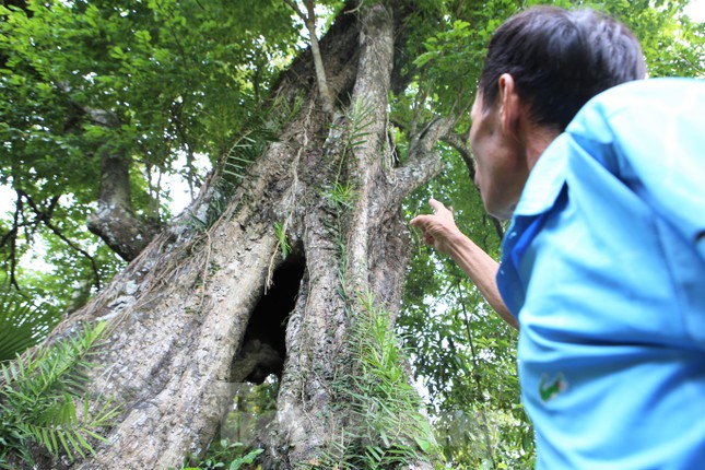 Lạ kỳ cây thị &quot;ăn thề&quot; 700 trăm năm rỗng gốc gắn với giai thoại vua Lê Lợi - Ảnh 3.
