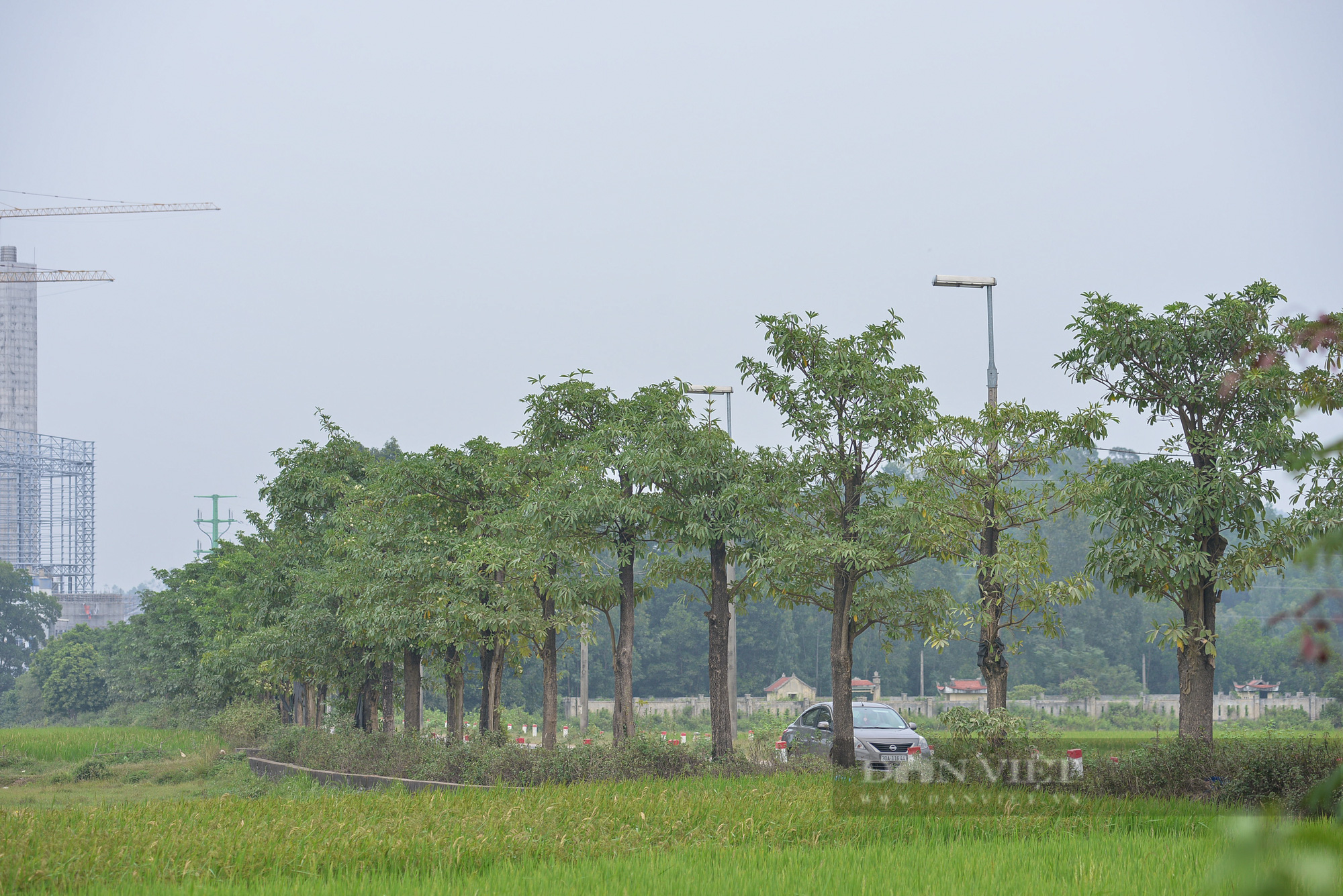 Hàng cây hoa sữa chuyển từ hồ Tây nở hoa giữa bãi rác Nam Sơn - Ảnh 1.