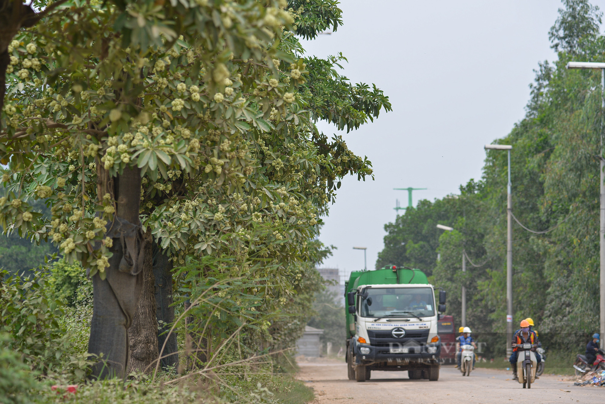 Hàng cây hoa sữa chuyển từ hồ Tây nở hoa giữa bãi rác Nam Sơn - Ảnh 5.