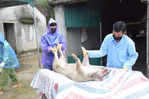 Dịch tả lợn châu Phi bùng phát mạnh trở lại tại nhiều địa phương - Ảnh 2.