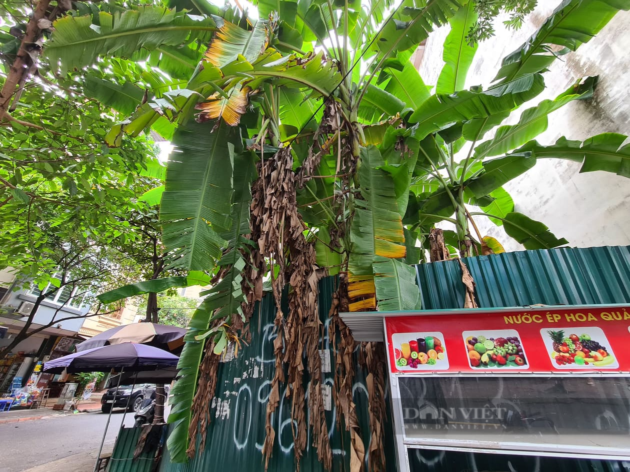 Hà Nội: Cận cảnh lô đất trúng đấu giá hơn 360 triệu đồng/m2 đang trồng chuối - Ảnh 3.
