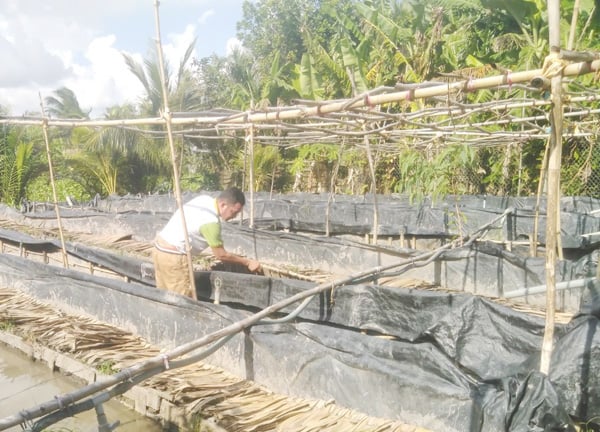 Sóc Trăng: Hỗ trợ nông dân nuôi lươn đẻ trứng, bán lươn giống, sau 5 tháng, chủ hộ lãi 150 triệu đồng - Ảnh 1.