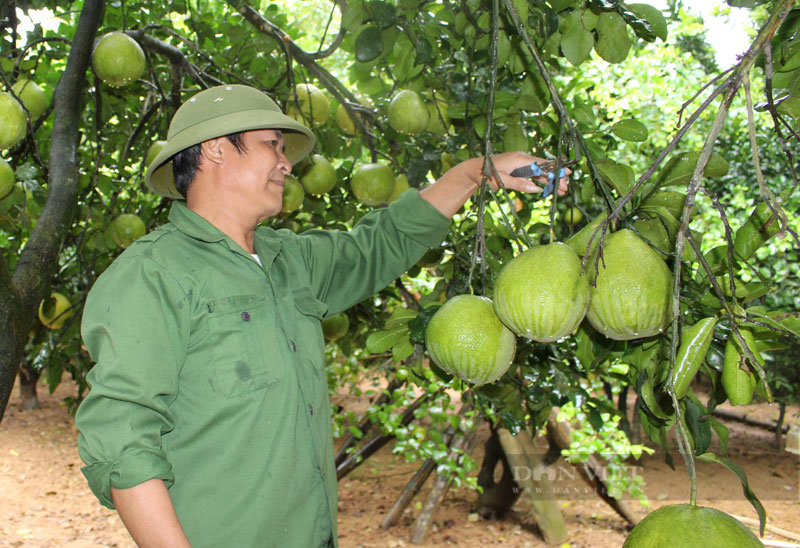 Hòa Bình: Vào vụ thu hoạch bưởi đỏ ở Tân Lạc, vì sao nông dân ở đây lại kém vui? - Ảnh 3.