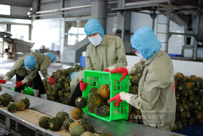 Doanh nghiệp mở lối liên kết xây dựng vùng nguyên liệu cây ăn trái: &quot;Nông dân đi đơn lẻ sẽ rất khó tìm đầu ra&quot; - Ảnh 1.