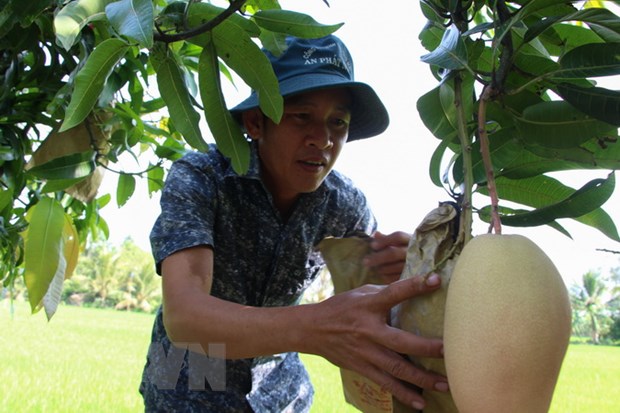 Hơn 5.000ha xoài Đồng Tháp được cấp mã vùng để xuất khẩu - Ảnh 1.