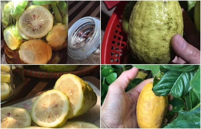 Loại chanh rừng dài cả gang tay, giá đắt đỏ khách ráo riết lùng mua - Ảnh 3.
