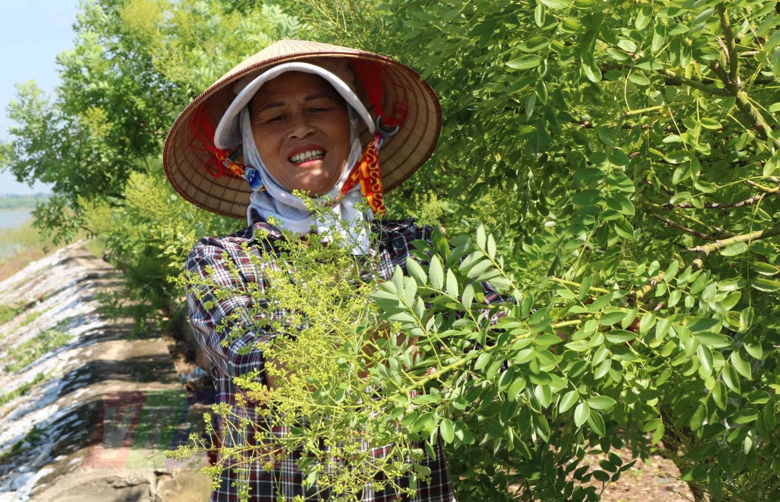 Thái Bình: Trồng thứ cây &quot;quý như vàng&quot; quanh bờ ao, cảnh đẹp như phim, bứt hoa bán đắt như tôm tươi - Ảnh 1.