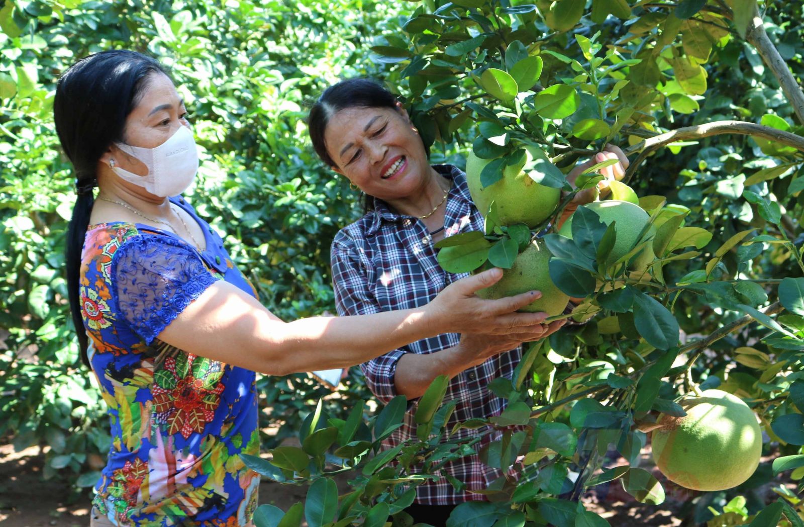Thái Bình: Trồng thứ cây &quot;quý như vàng&quot; quanh bờ ao, cảnh đẹp như phim, bứt hoa bán đắt như tôm tươi - Ảnh 2.