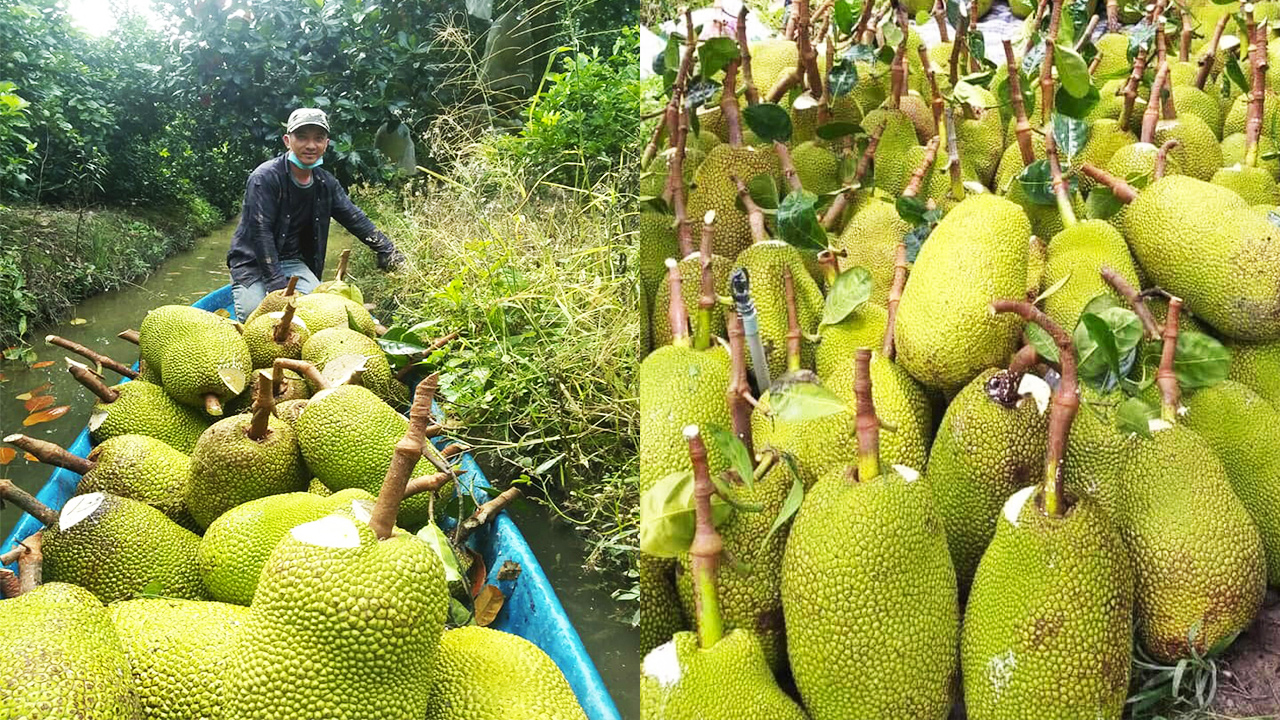 Giá mít Thái hôm nay 11/11: Tiếp tục giảm mạnh, không chỉ người dân, thương lái cũng lỗ vốn - Ảnh 1.