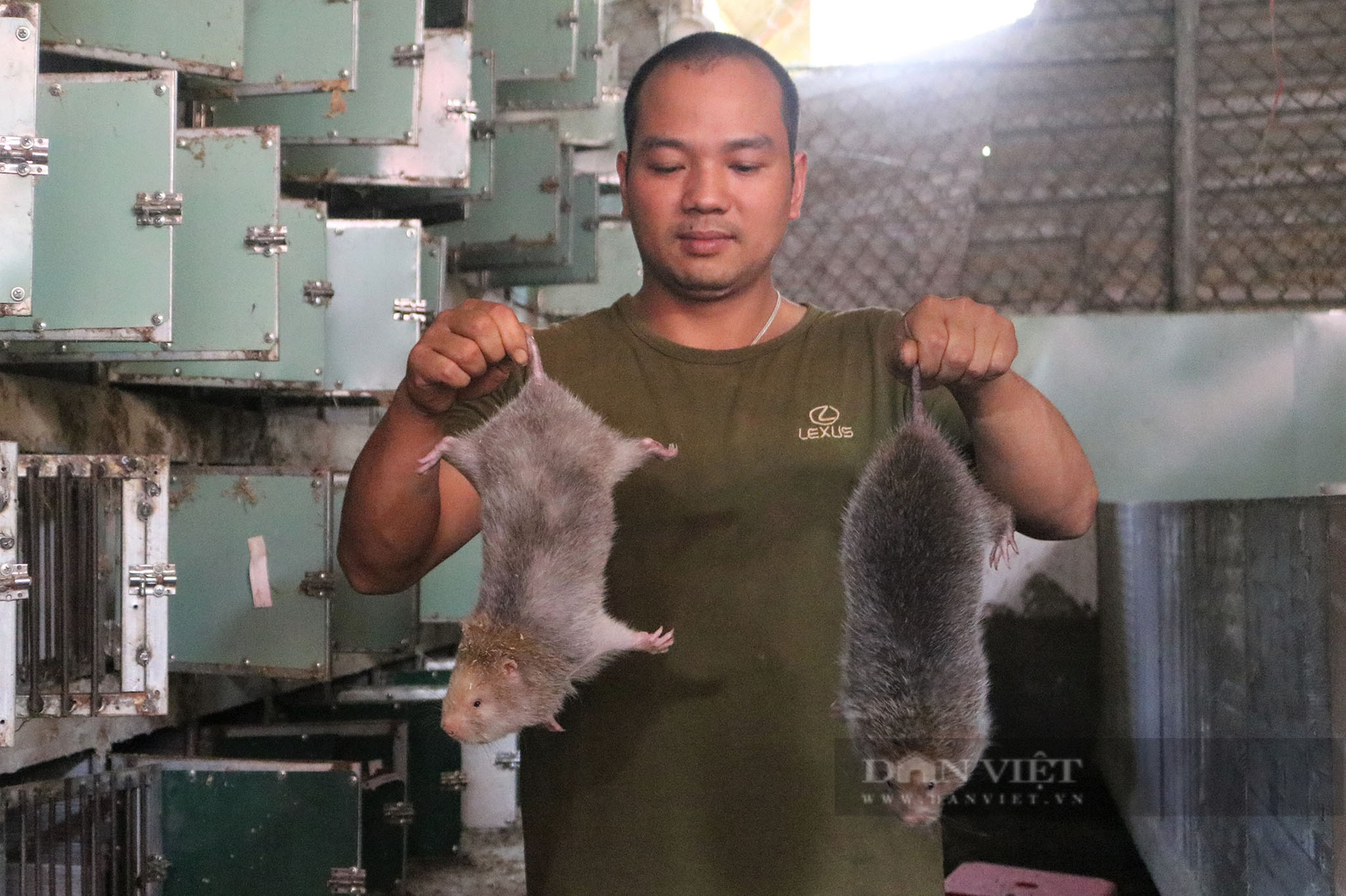 Gia Lai: Chàng trai 8X gây dựng trang trại dúi trên núi, trừ chi phí lãi gần 100 triệu đồng/năm - Ảnh 6.
