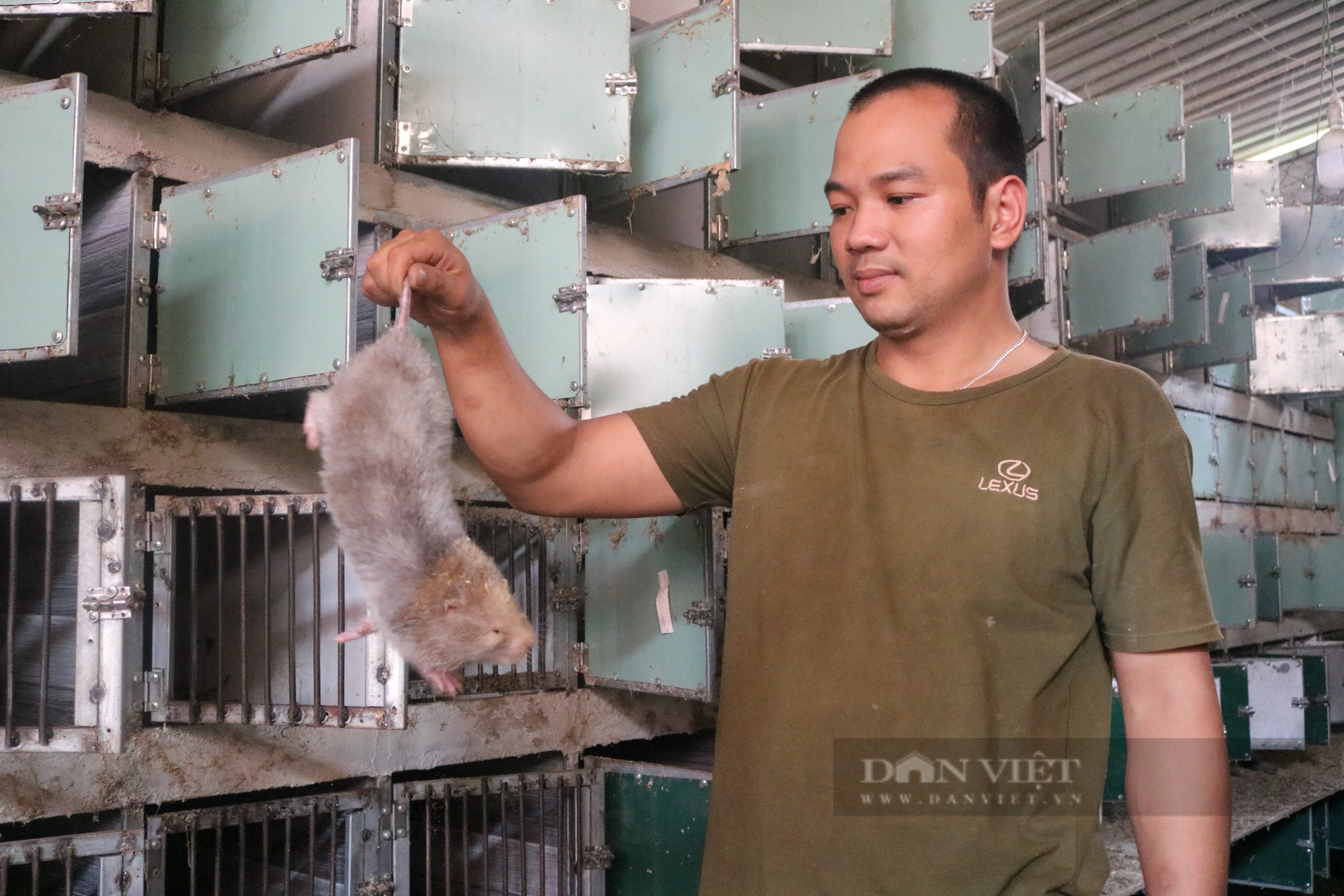 Gia Lai: Chàng trai 8X gây dựng trang trại dúi trên núi, trừ chi phí lãi gần 100 triệu đồng/năm - Ảnh 4.