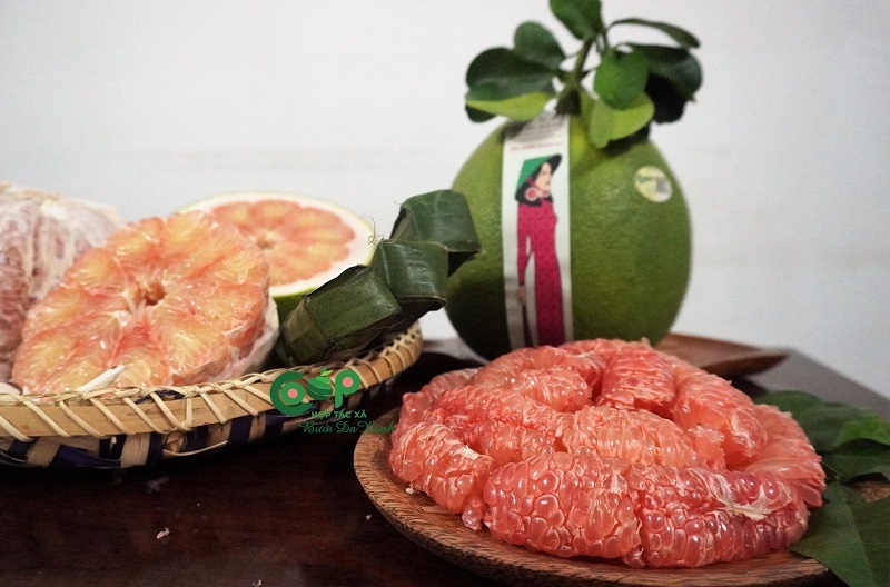 Đưa bưởi da xanh Việt Nam sang trời Tây, lợi thế lớn của hàng trăm nông dân tham gia HTX - Ảnh 2.