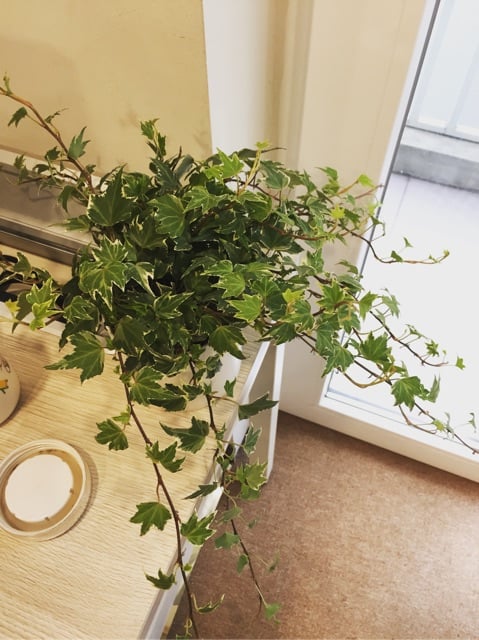 Mùi hôi trong WC sẽ biến mất nếu bạn trồng 1 trong 8 loại cây &quot;khắc tinh&quot; nhà vệ sinh này - Ảnh 3.