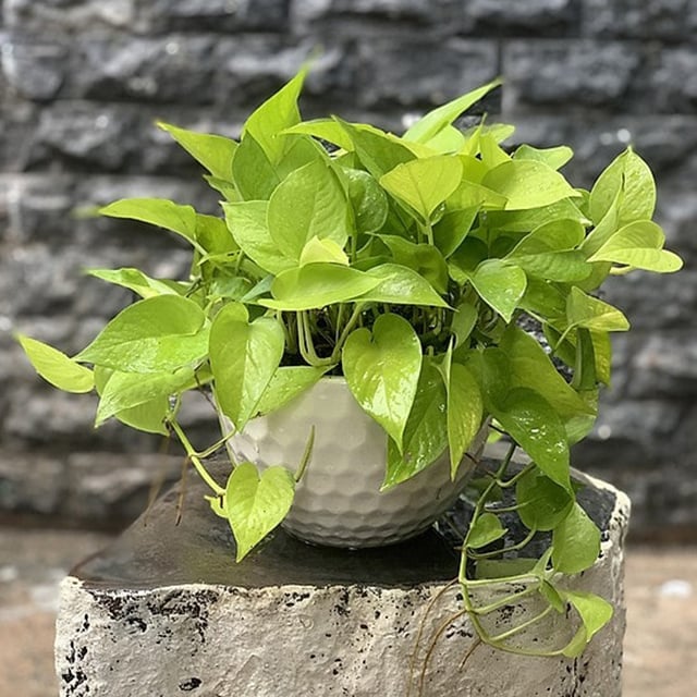 Mùi hôi trong WC sẽ biến mất nếu bạn trồng 1 trong 8 loại cây &quot;khắc tinh&quot; nhà vệ sinh này - Ảnh 7.