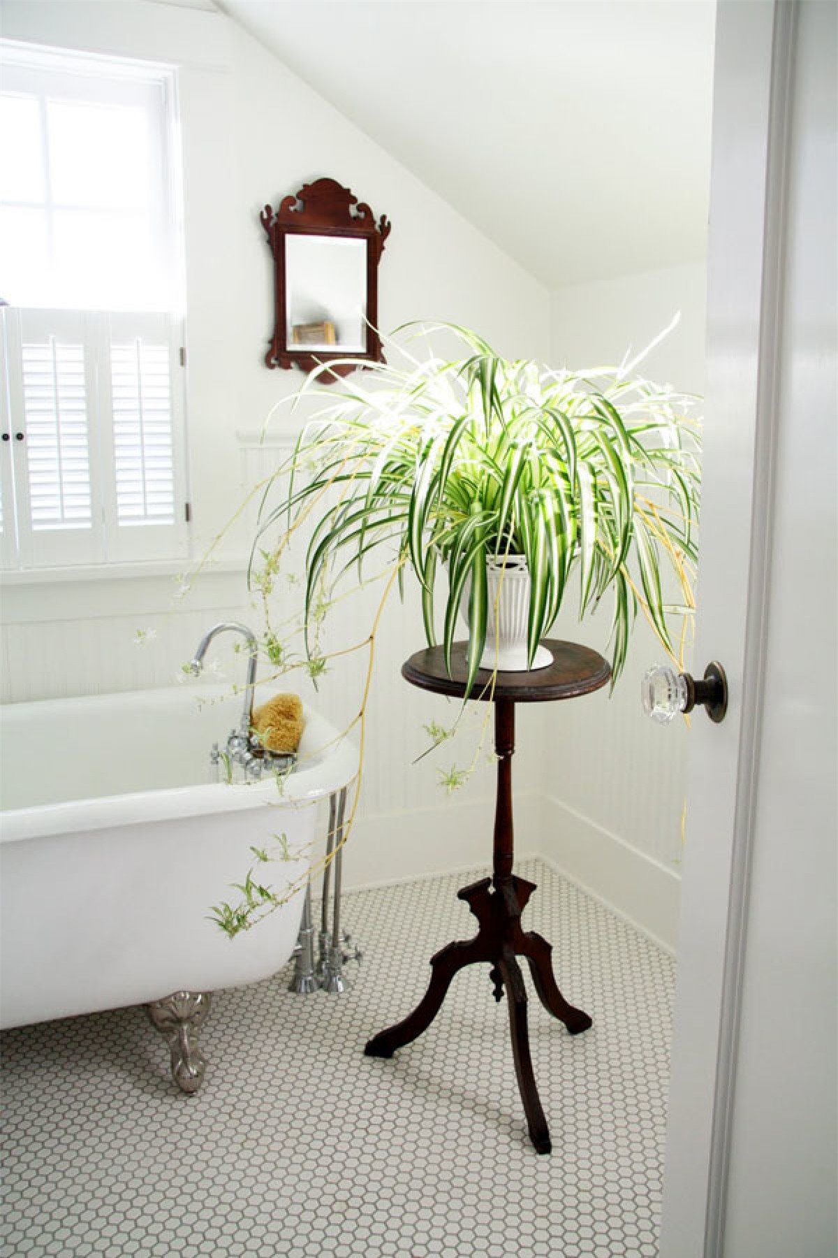 Mùi hôi trong WC sẽ biến mất nếu bạn trồng 1 trong 8 loại cây &quot;khắc tinh&quot; nhà vệ sinh này - Ảnh 2.