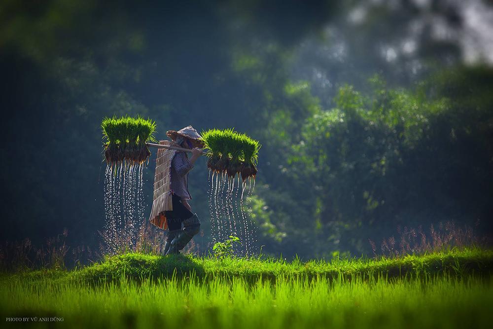 Chiêm ngưỡng những bức ảnh đậm chất làng quê Bắc Bộ  - Ảnh 3.