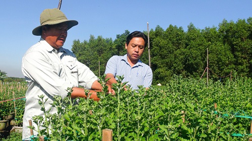 Người trồng hoa ở Bà Rịa - Vũng Tàu lo thất thu vụ hoa Tết  - Ảnh 2.