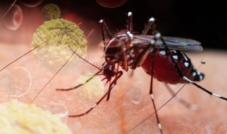 Cảnh báo bùng phát loại virus bí ẩn ở thủ đô của Pakistan, triệu chứng tương tự sốt xuất huyết - Ảnh 1.