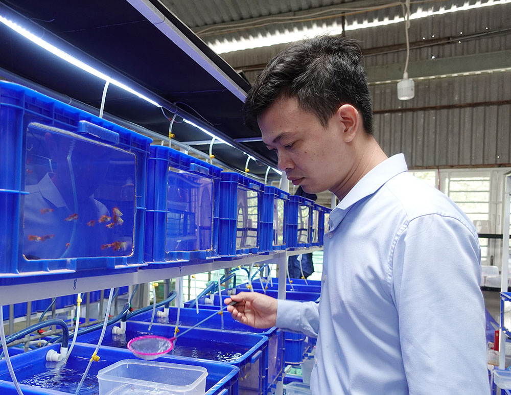 Phát triển kinh tế từ nuôi cá 7 màu - Ảnh 1.