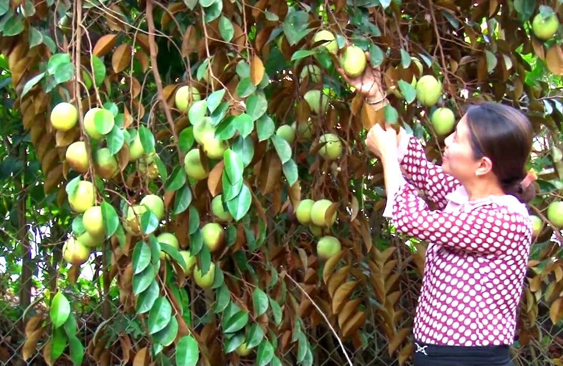 Đồng Nai: “Nhặt” được cây vú sữa độc, lạ, thầy giáo trường làng thu hàng trăm triệu mỗi năm - Ảnh 4.