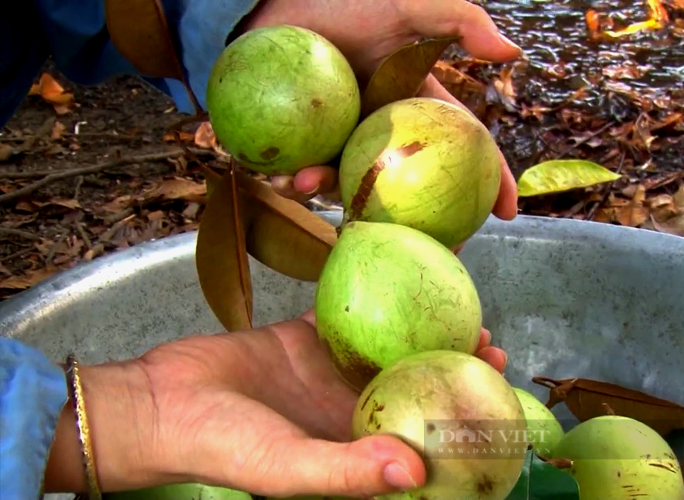 Đồng Nai: “Nhặt” được cây vú sữa độc, lạ, thầy giáo trường làng thu hàng trăm triệu mỗi năm - Ảnh 1.