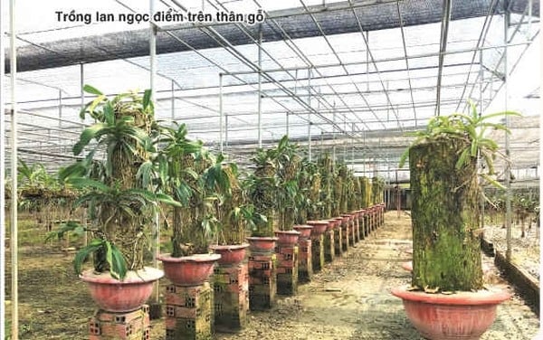 Trồng loại lan cả năm chỉ thấy lá, tết đến cây &quot;tuôn&quot; hoa như suối, nông dân nơi này của TP HCM giàu hẳn lên - Ảnh 3.