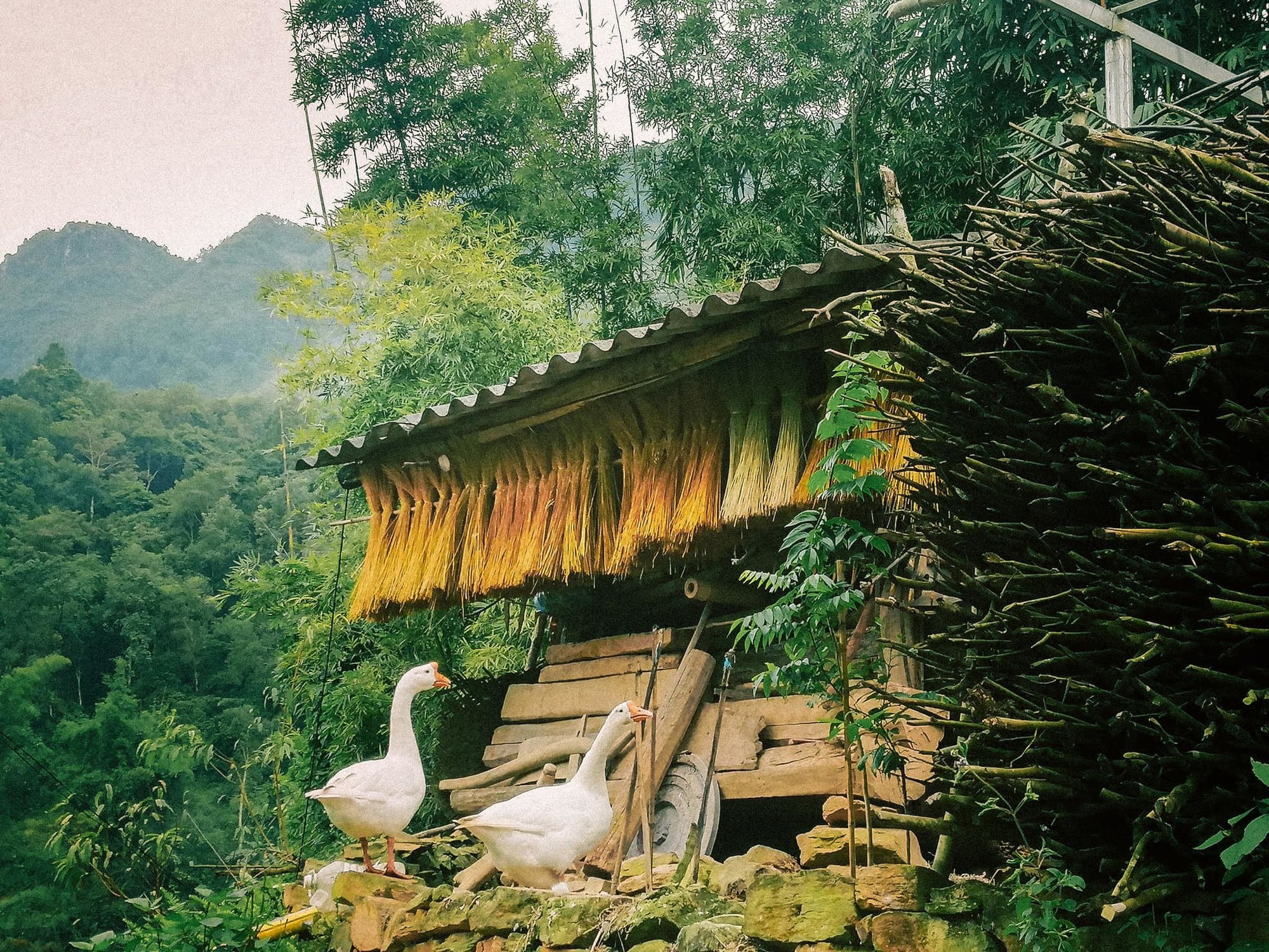 Làng cổ Thiên Hương trăm năm tuổi ở Hà Giang - Ảnh 4.