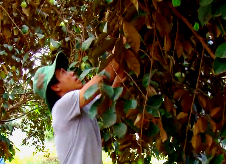Đồng Nai: “Nhặt” được cây vú sữa độc, lạ, thầy giáo trường làng thu hàng trăm triệu mỗi năm - Ảnh 3.