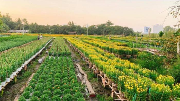 Thị trường hoa Tết trầm lắng, nông dân không dám trồng vì sợ Covid-19 - Ảnh 1.