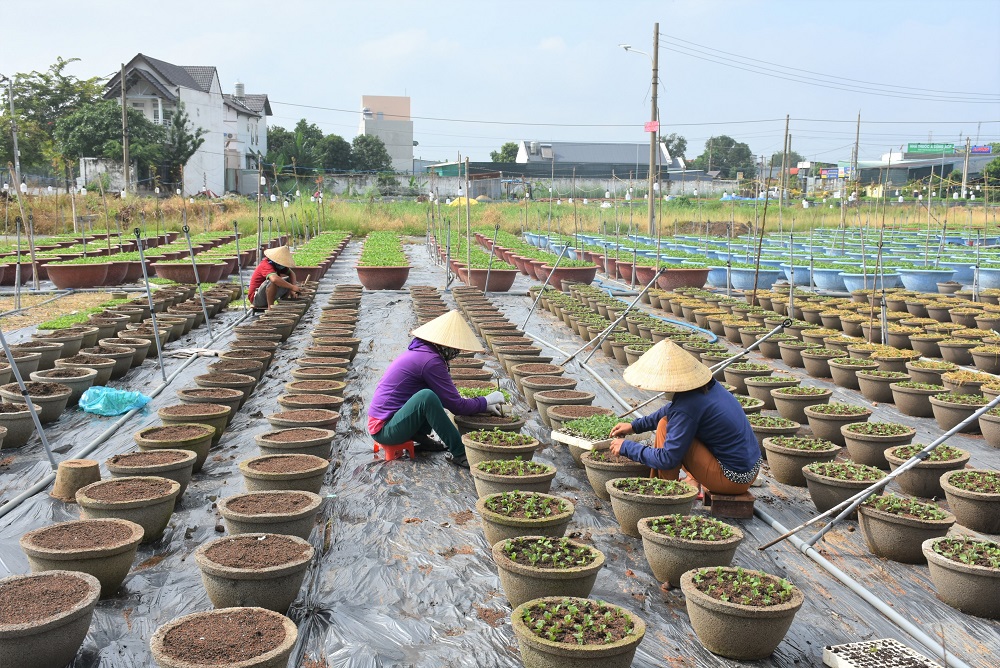 Thị trường hoa Tết trầm lắng, nông dân không dám trồng vì sợ Covid-19 - Ảnh 3.