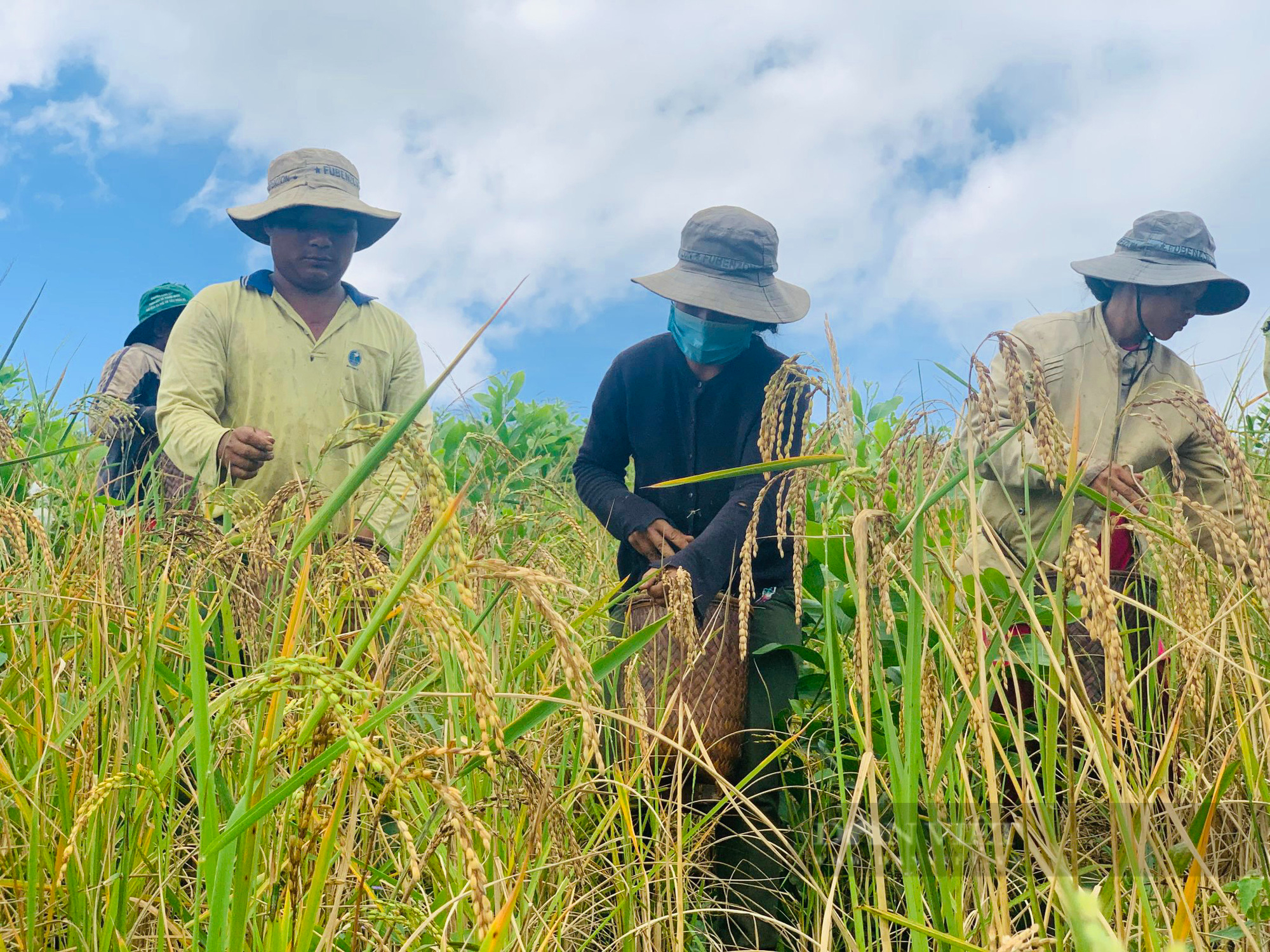 Đắk Lắk: Văn hoá lúa rẫy của người M’nông, cúng các vị thần linh trước khi thu hoạch lúa - Ảnh 4.