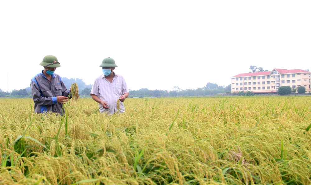 Bắc Ninh: Trồng lúa nếp đặc sản hạt tròn vo, trắng thơm, nông dân nơi này có thu nhập “khủng” 50 tỷ/năm - Ảnh 1.