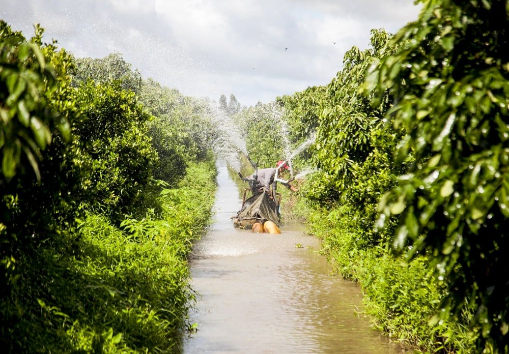 Cây hạnh là loài cây gì mà một ông nông dân tỉnh Kiên Giang trồng 5ha, hái 1 tấn trái/ngày, lời 1 tỷ đồng/năm? - Ảnh 1.