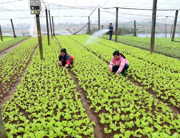Hà Nội: 22 sản phẩm huyện Hoài Đức được xếp hạng OCOP 3 và 4 sao đợt 1/2021 - Ảnh 3.