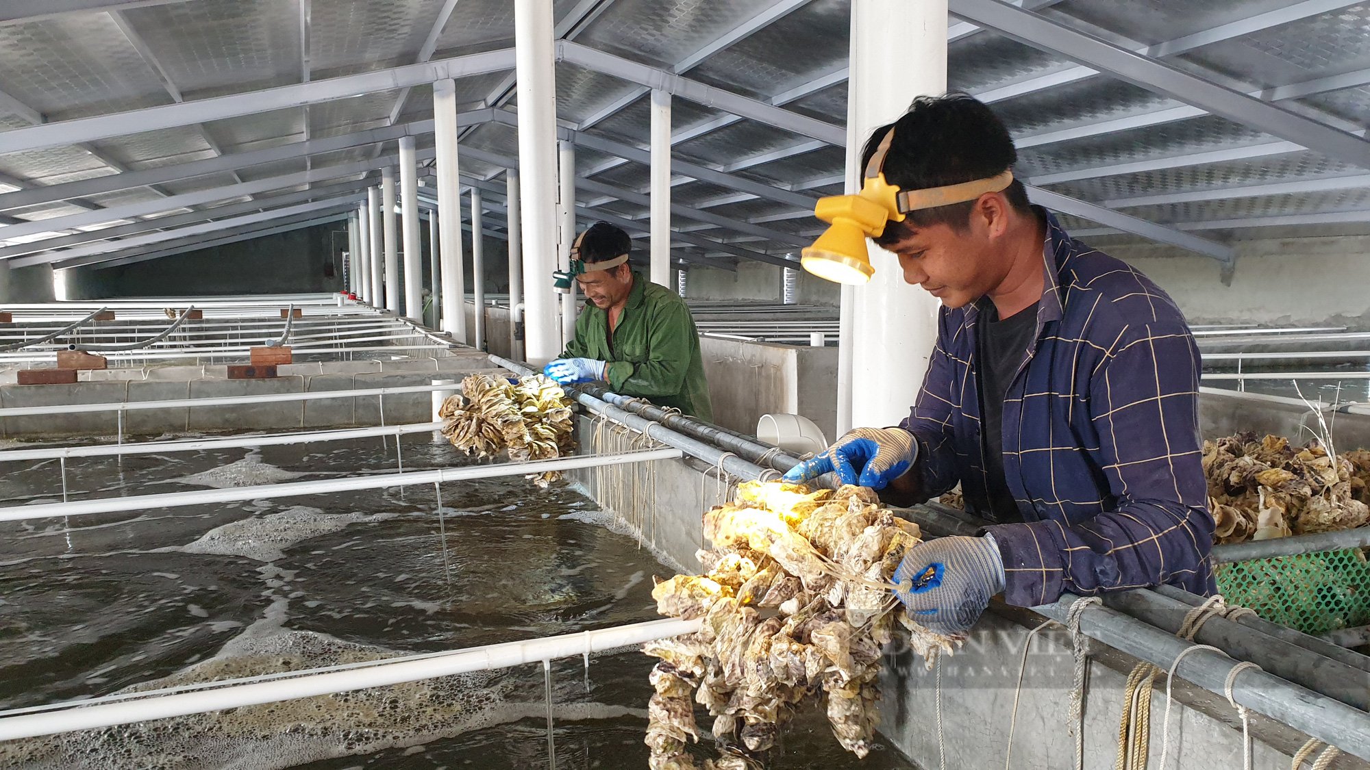 Ninh Bình: 8x nuôi loại con hái ra tiền, chỉ sau 25 ngày kiếm được tiền tỷ - Ảnh 4.