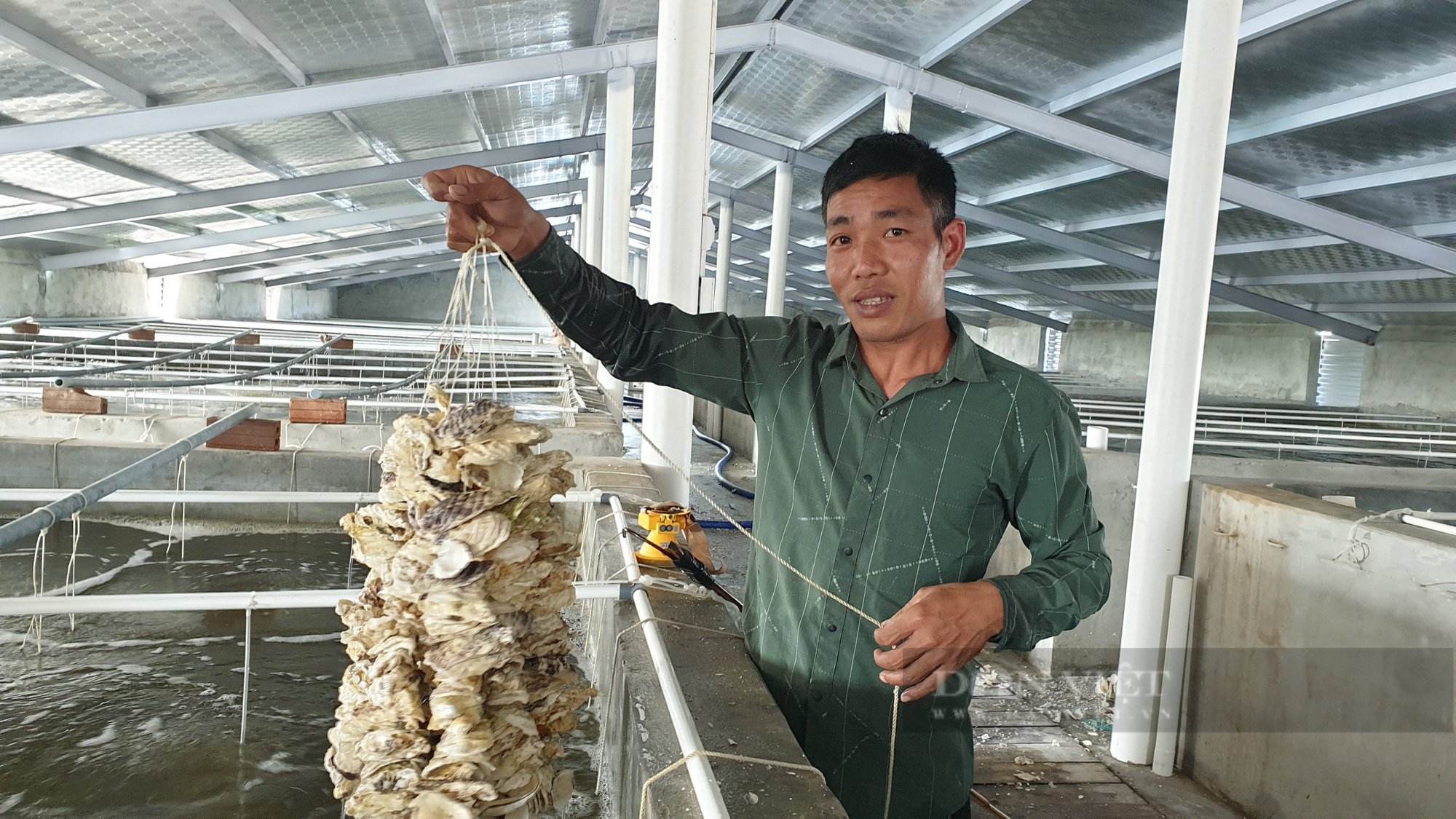 Ninh Bình: 8x nuôi loại con hái ra tiền, chỉ sau 25 ngày kiếm được tiền tỷ - Ảnh 1.