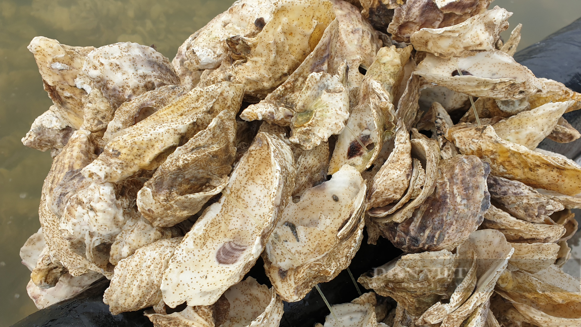 Ninh Bình: 8x nuôi loại con hái ra tiền, chỉ sau 25 ngày kiếm được tiền tỷ - Ảnh 7.