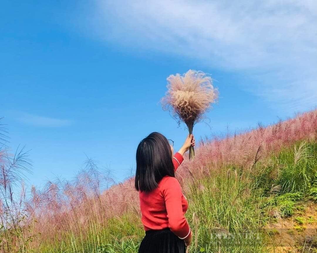 Đồi lau hồng đẹp như cổ tích ở Bình Liêu - Ảnh 6.