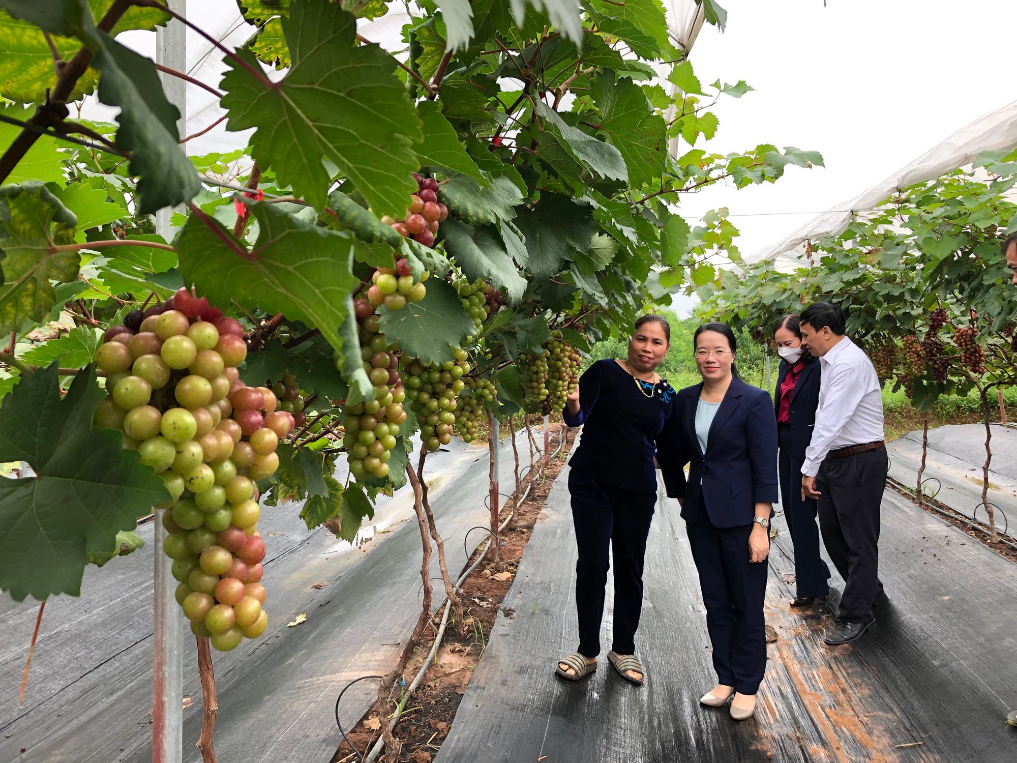 Hà Nội: Nông dân Đan Phượng thi đua làm nông nghiệp công nghệ cao, trong 3 năm có hơn 38.000 hộ sản xuất giỏi - Ảnh 2.