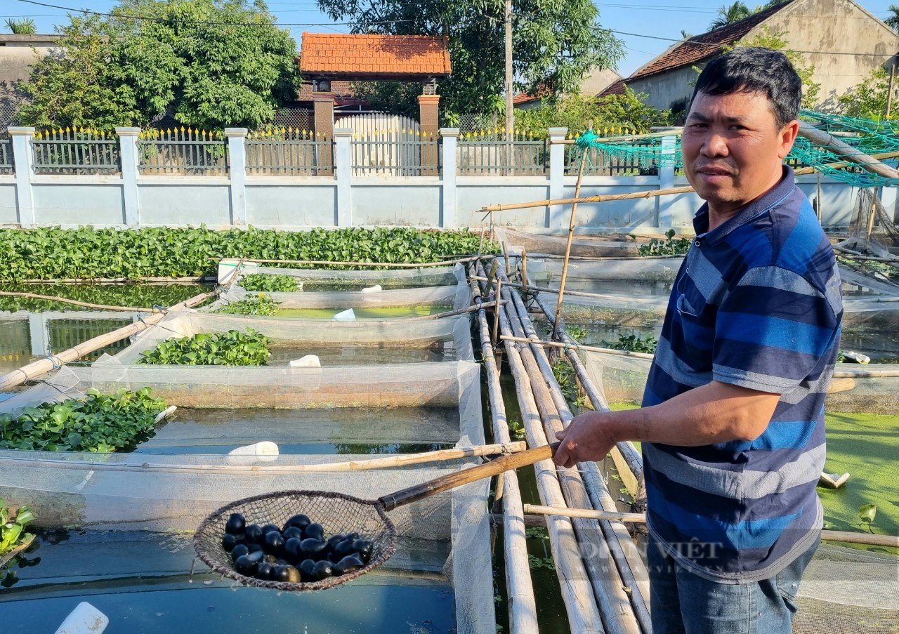 Ninh Bình: Nuôi con ốc nhồi trong tráng cước, bất ngờ thu lời gần 100 triệu/năm - Ảnh 2.