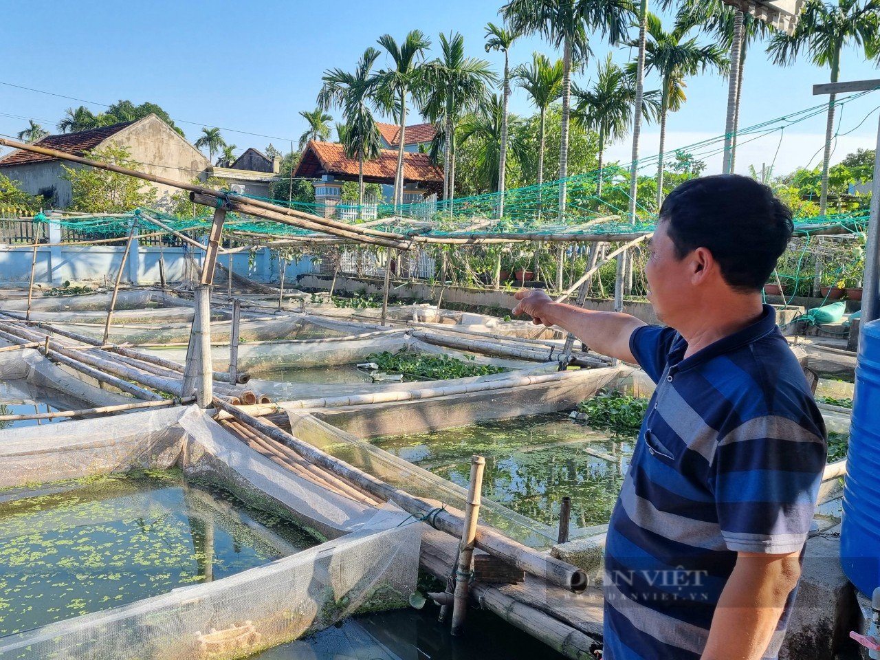 Ninh Bình: Nuôi con ốc nhồi trong tráng cước, bất ngờ thu lời gần 100 triệu/năm - Ảnh 7.